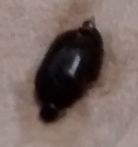 Apple Seed Looking Bug