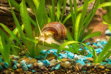 Apple Snails Eat Algae