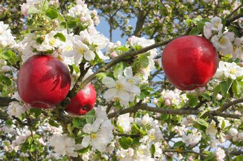Apple Tree Blossom Fruit