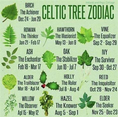 Apple Tree Celtic Horoscope