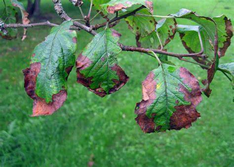 Apple Tree Diseases Alberta