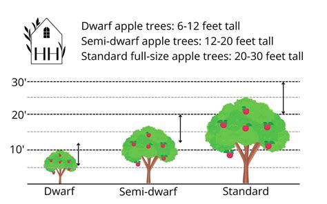 Apple Tree Max Height