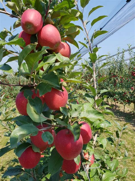 apple tree nursery hibaldstow