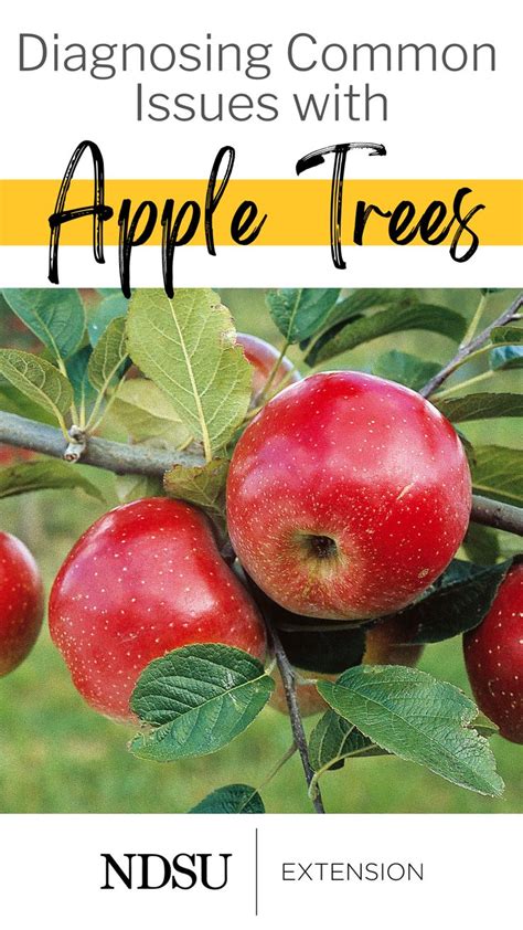 Apple Tree Problems And Solutions