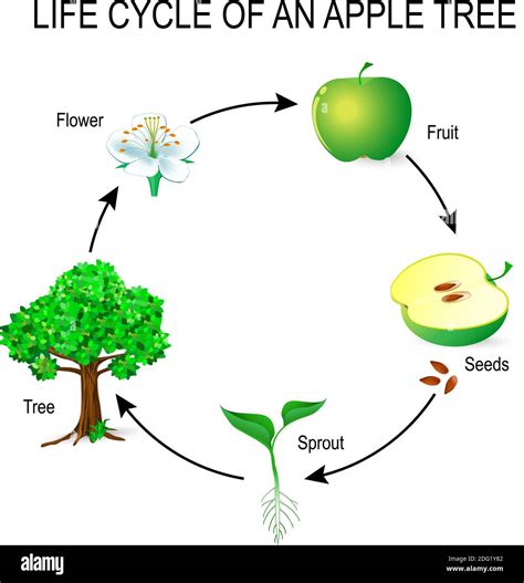 Apple Tree Seed Dispersal