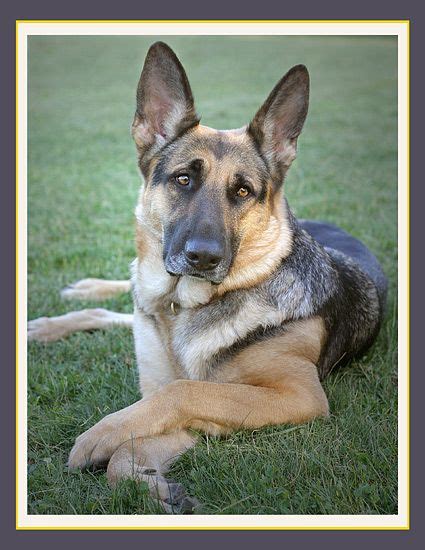 appleridge german shepherds ocala florida