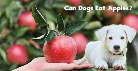 Apples Dogs Ok
