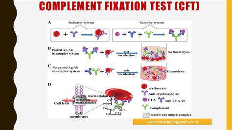 application of complement fixation test