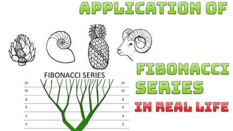 application of fibonacci series