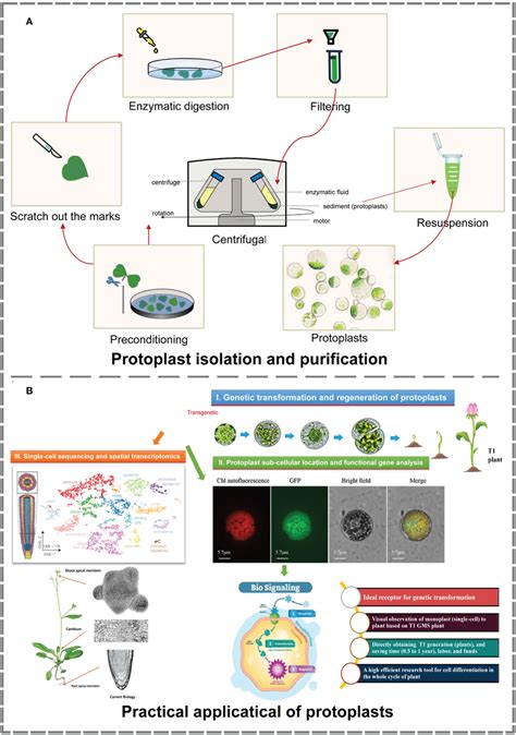 Application Of Protoplast Isolation