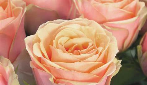 Apricot Farbene Blumen Rosen „Buttercup“ Cremeapricot Bestellen Schöne Natur