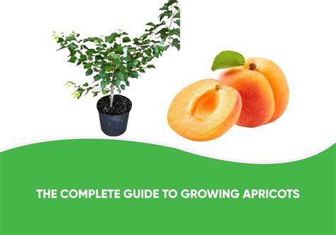 Apricot Growing Guide
