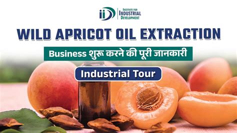 Apricot Kernel Oil Extraction Method