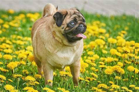 Apricot Pug