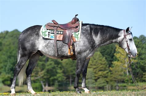 aqha horses for sale near me