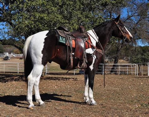 aqha horses for sale near texas