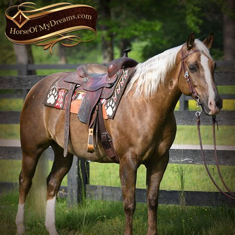 aqha quarter horses for sale