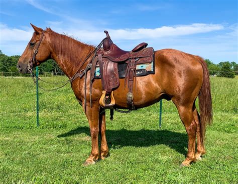 aqha ranch horses for sale