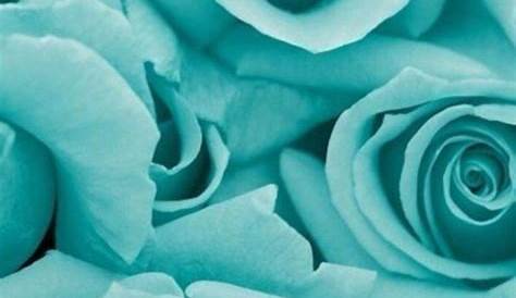 Aqua Flowers Wallpaper Turquoise Flower s Top Free Turquoise Flower