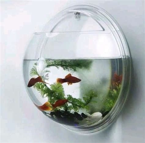 AKUARIUM IKAN CUPANG aquarium ikan cupang Akuarium mini