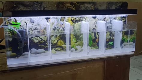 yogyakarta craft aquarium ikan cupang yang eksklusif