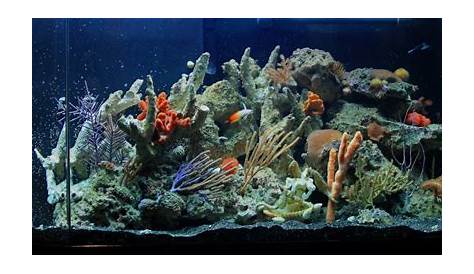 Best Black Sand Aquarium Slideshow Gallery YouTube