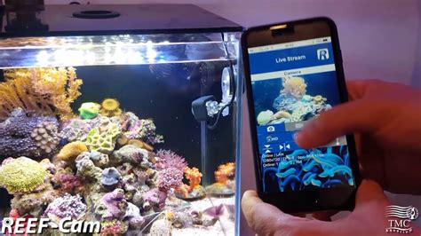 aquarium cameras live feed