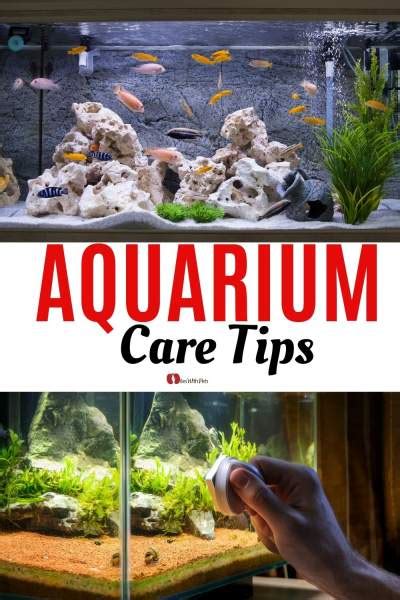 Aquarium Care Tips
