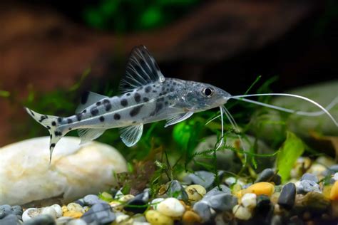 Aquarium Catfish