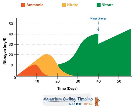 aquarium cycle chart
