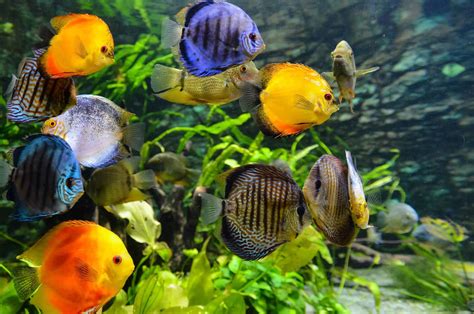 aquarium fish health