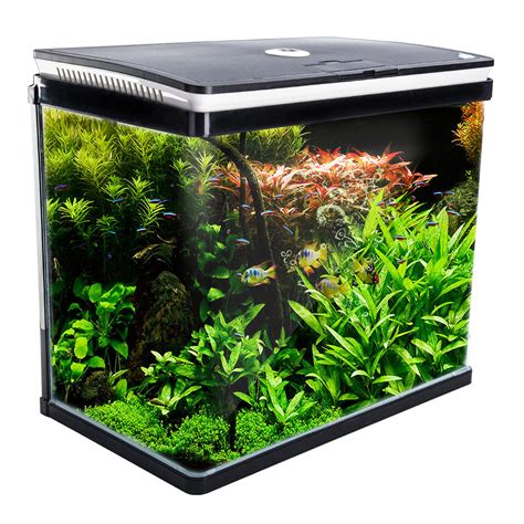 aquarium fish in a tank