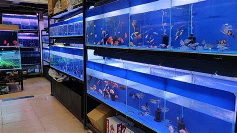 aquarium fish store Austin