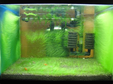 aquarium green algae