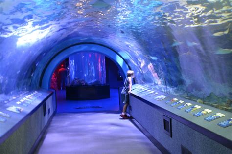 aquarium in lexington ky