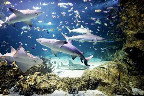 aquarium in sydney australia