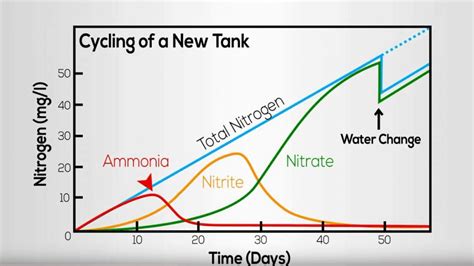 aquarium nitrogen cycle timeline