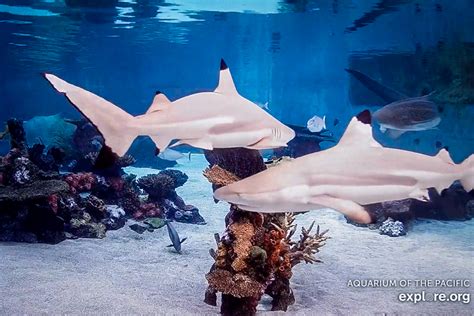 aquarium of the pacific live cams