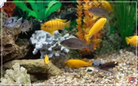 Aquarium Origin Name