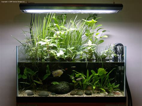 Aquarium Root Plants