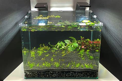 Aquarium Setup And Maintenance