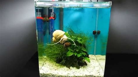 Aquarium Setup Apple Snail