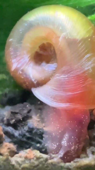 Aquarium Snail Digging