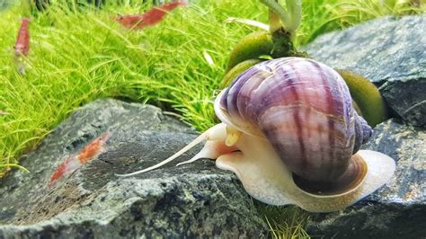 Aquarium Snails Algae Control