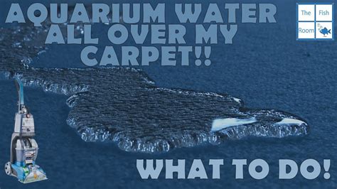 aquarium spill on carpet