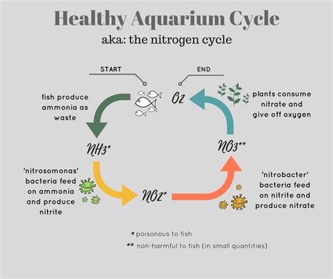 aquarium start bio cycle