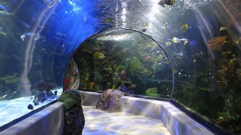 aquarium stores in northern virginia