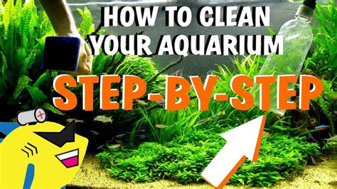 Aquarium Substrate Cleaning