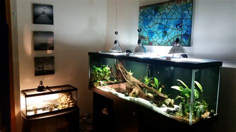 Aquarium Turtle Setup