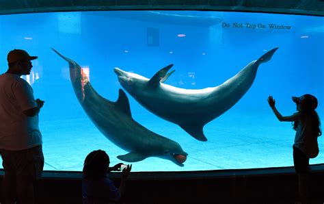 aquariums with dolphins in usa